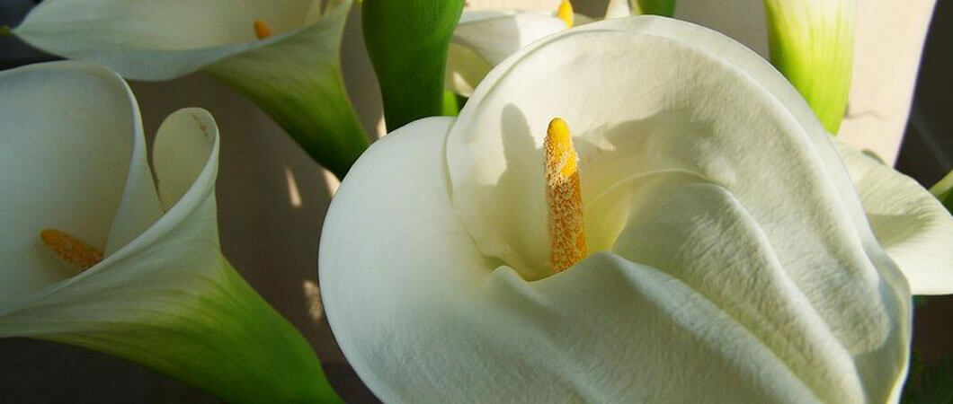 calla lilies