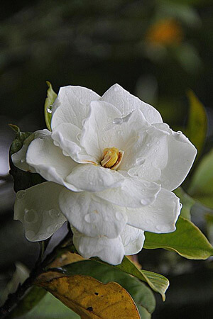 gardenia