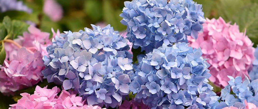 hydrangeas