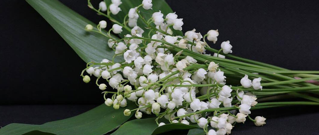 lily of the valley