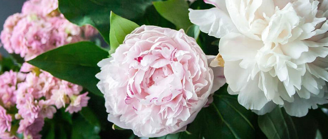 peony