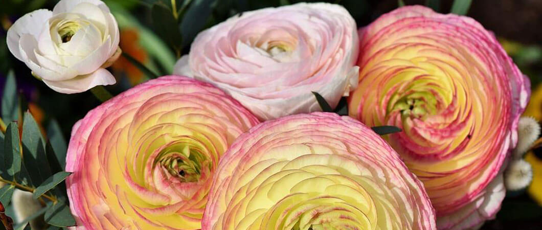 ranunculus
